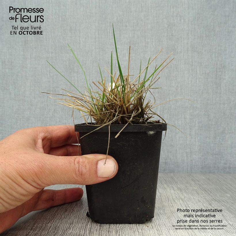 Exemplaar van Deschampsia cespitosa Bronzeschleier - Ruwe smele Kweekpotje van 8/9 cm zoals geleverd in de herfst
