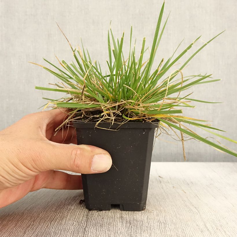 Exemplaar van Deschampsia cespitosa Goldschleier - Ruwe smele Kweekpotje van 8/9 cm zoals geleverd in de herfst
