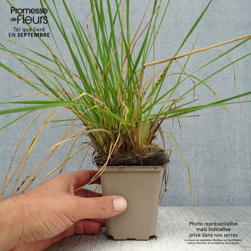 Exemplaar van Deschampsia cespitosa Goldschleier - Ruwe smele Kweekpotje van 8/9 cm zoals geleverd in de zomer