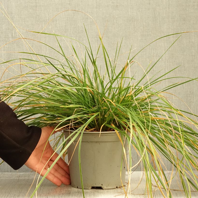 Exemplaar van Deschampsia cespitosa Palava - Ruwe smele Pot van 3 l/4 l zoals geleverd in de herfst