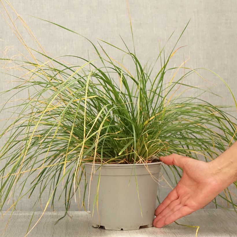 Exemplaar van Deschampsia cespitosa Palava - Ruwe smele Pot van 3 l/4 l zoals geleverd in de zomer