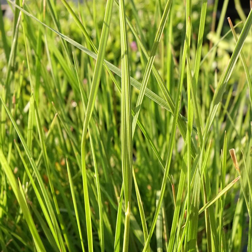 Deschampsia cespitosa Pixie Fountain - Ruwe smele (Blad)