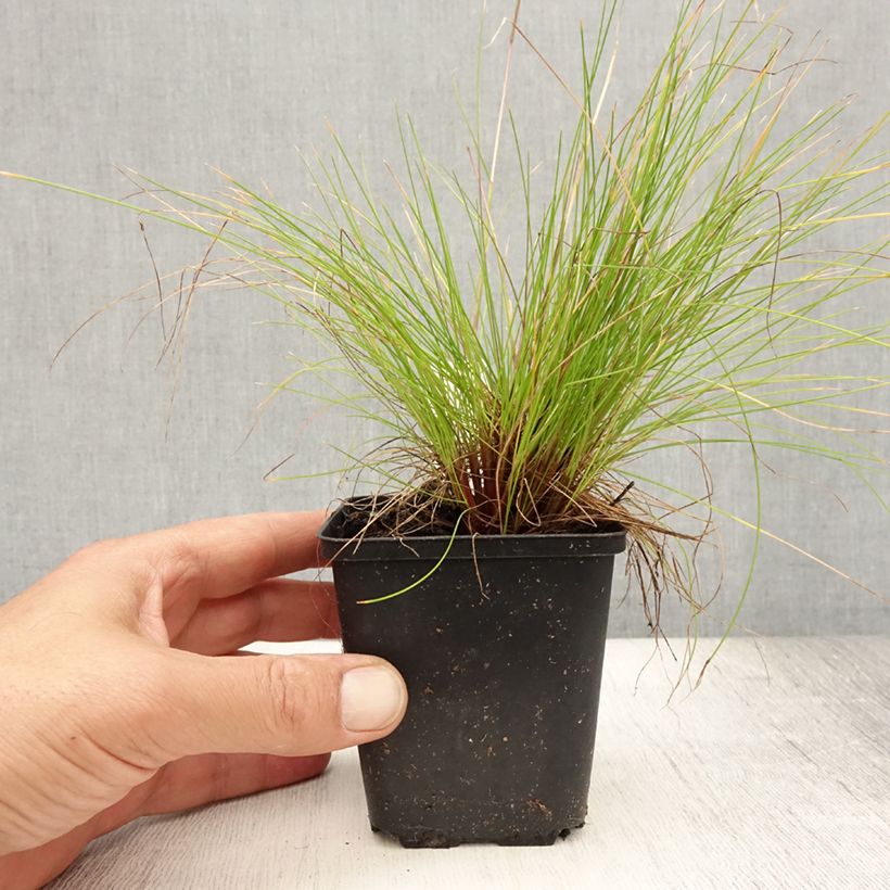 Exemplaar van Deschampsia flexuosa Tatra Gold - Bochtige smele Kweekpotje van 8/9 cm zoals geleverd in de zomer