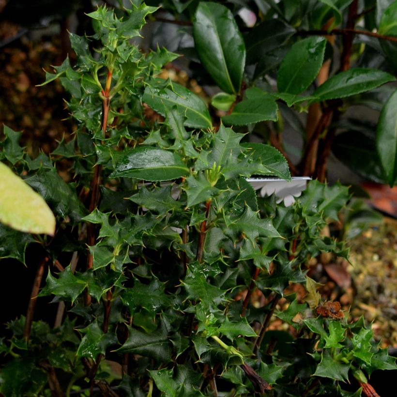 Desfontainia spinosa (Foliage)