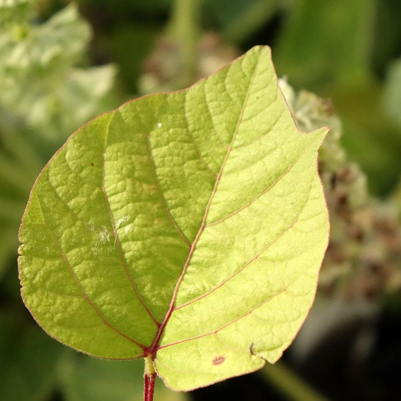 Desmodium nudiflorum - Kleefklaver (Blad)