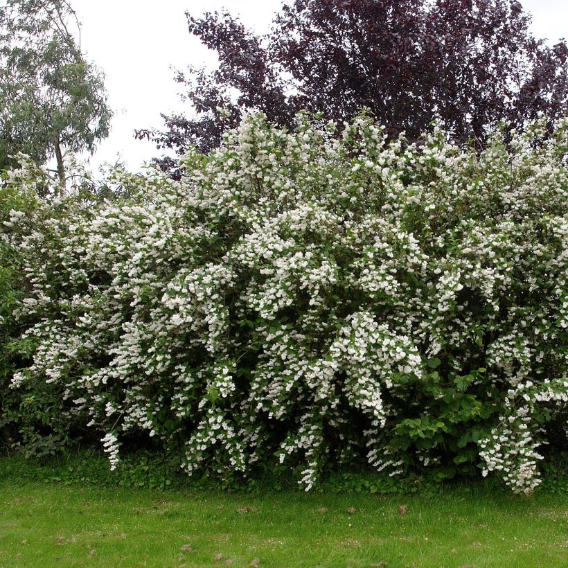 Deutzia crenata Pride of Rochester - Bruidsbloem (Plant habit)