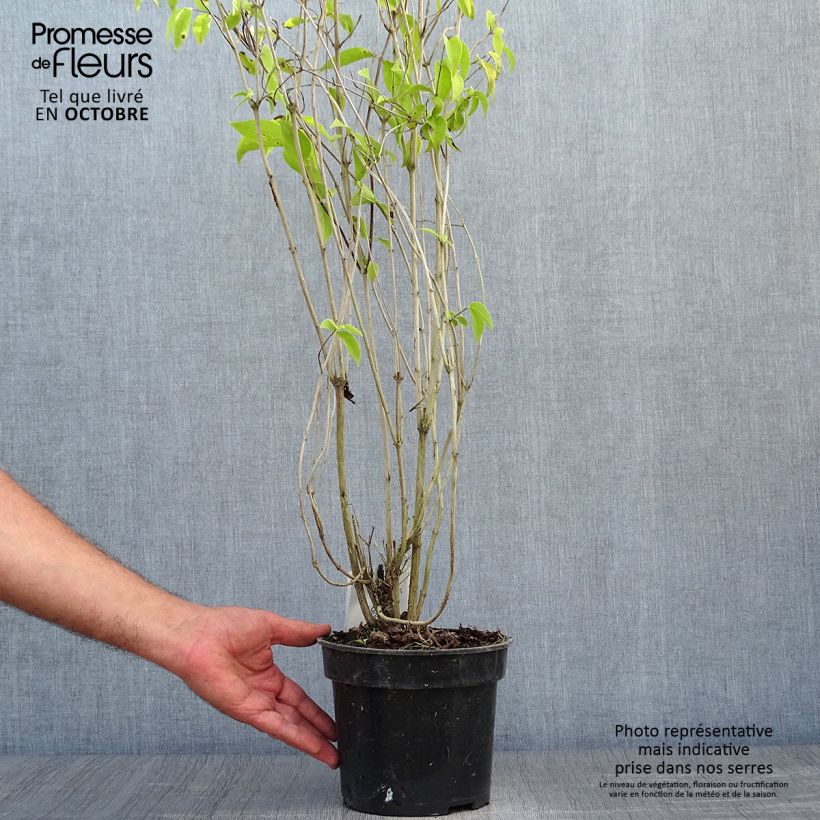 Exemplaar van Deutzia crenata Pride of Rochester - Bruidsbloem Pot van 2 l/3 l zoals geleverd in de herfst