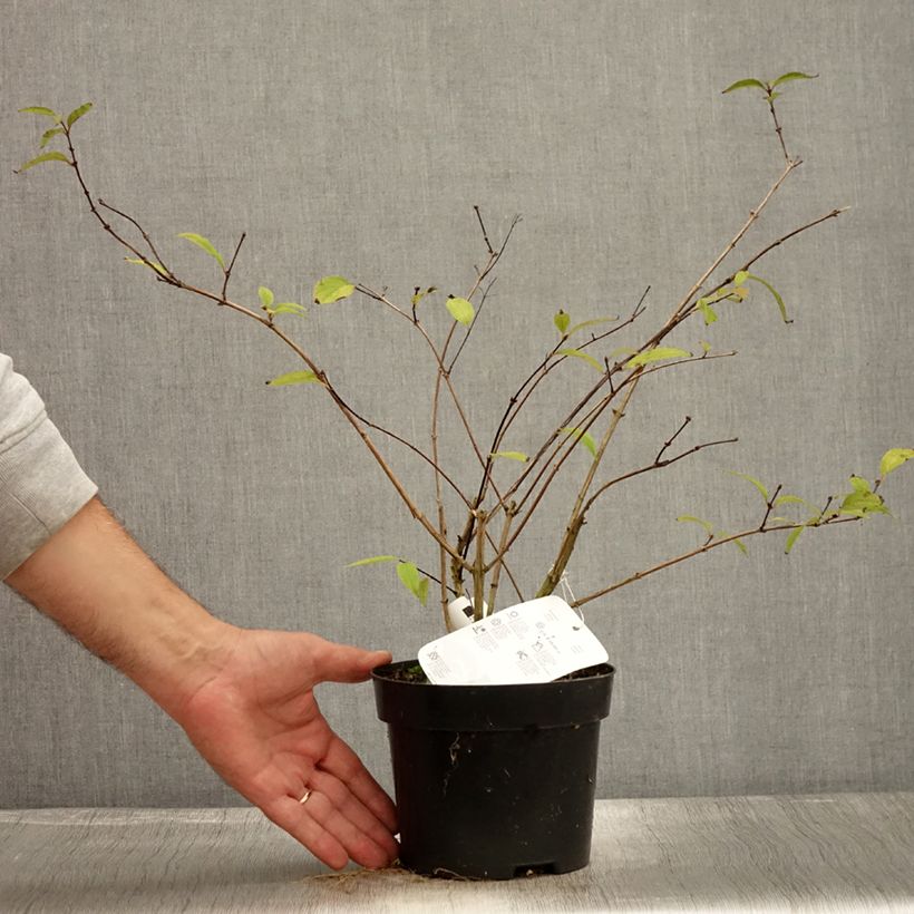 Exemplaar van Deutzia elegantissima Rosealind - Bruidsbloem Pot van 2 l/3 l zoals geleverd in de herfst
