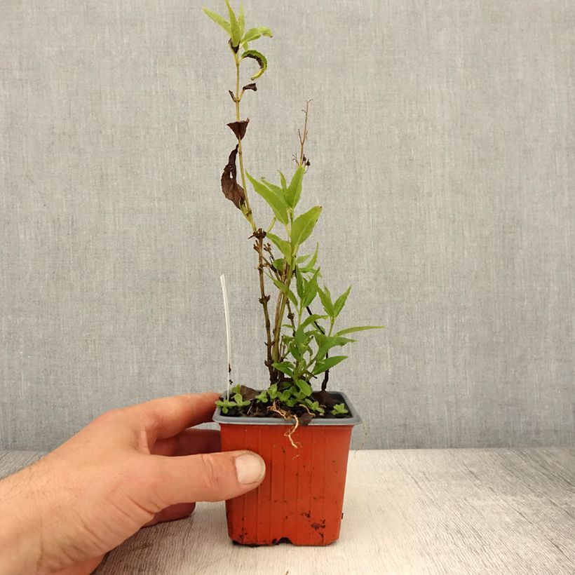 Exemplaar van Deutzia gracilis - Bruidsbloem Kweekpotje van 8/9 cm zoals geleverd in de lente