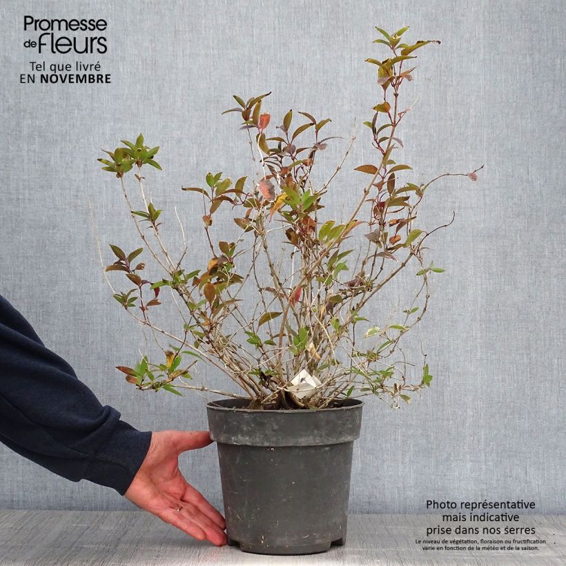 Exemplaar van Deutzia gracilis - Bruidsbloem Pot van 4 l/5 l zoals geleverd in de herfst