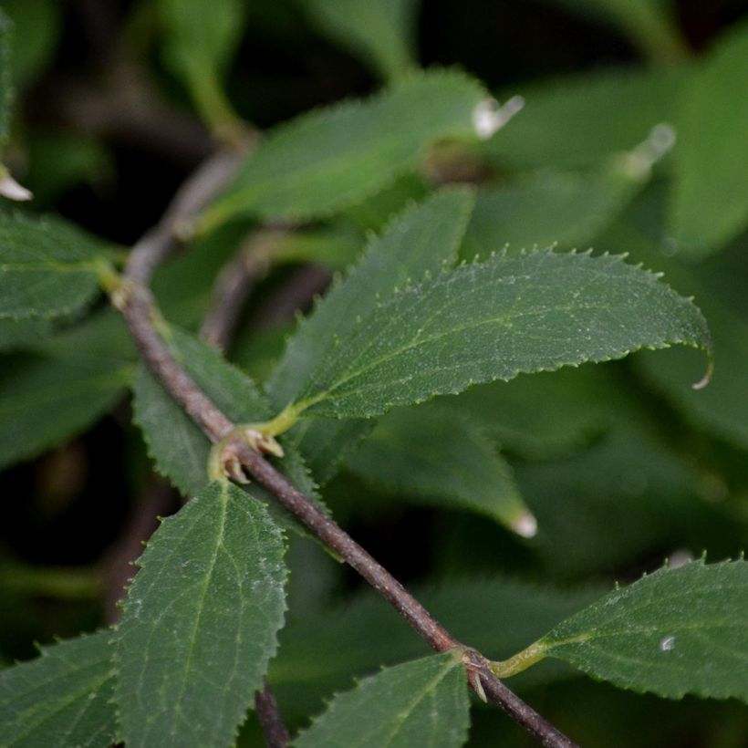 Deutzia gracilis Nikko - Bruidsbloem (Foliage)