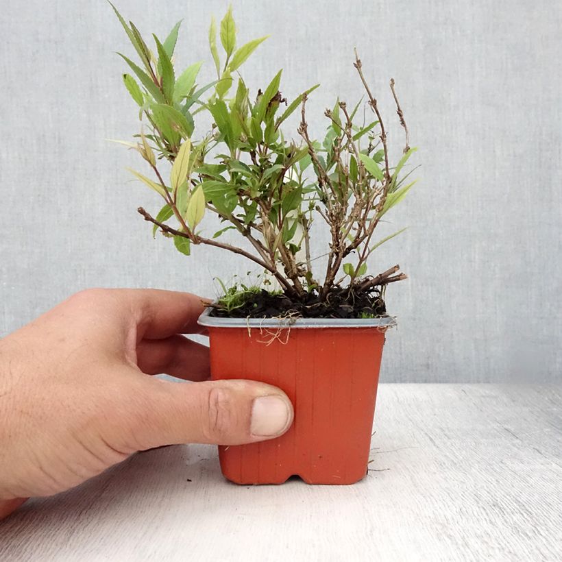 Exemplaar van Deutzia gracilis Nikko - Bruidsbloem Kweekpotje van 8/9 cm zoals geleverd in de zomer