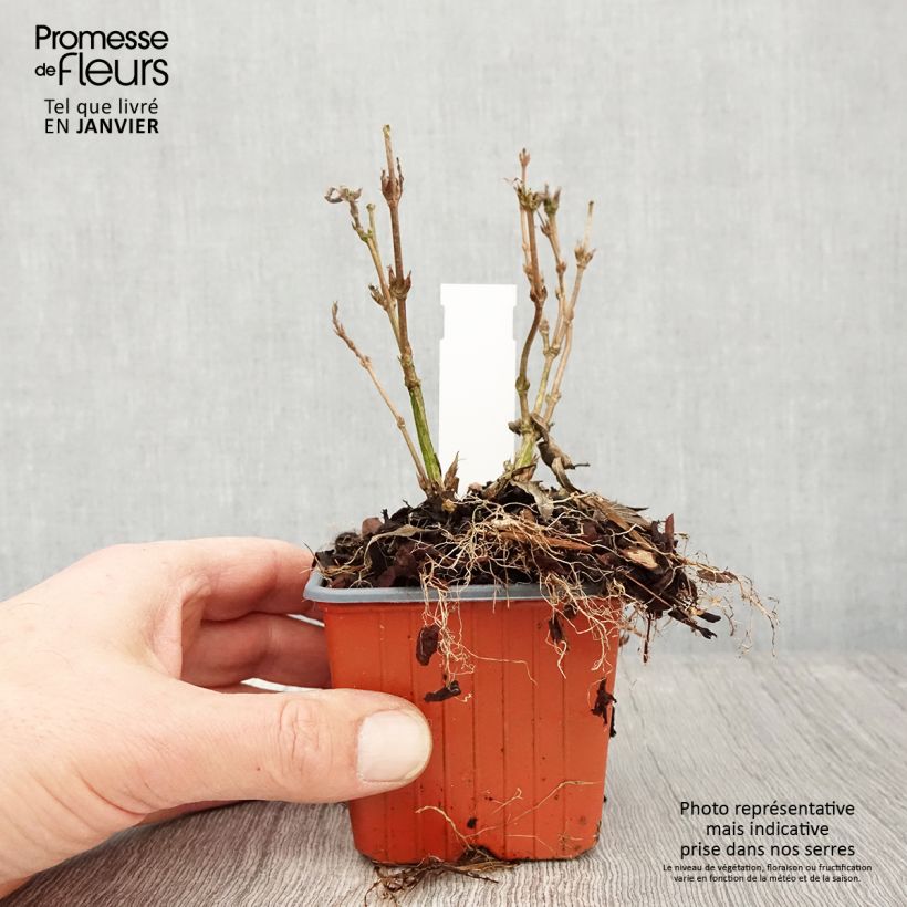 Example of Deutzia gracilis Nikko Kweekpotje van 8/9 cm as you get in hiver