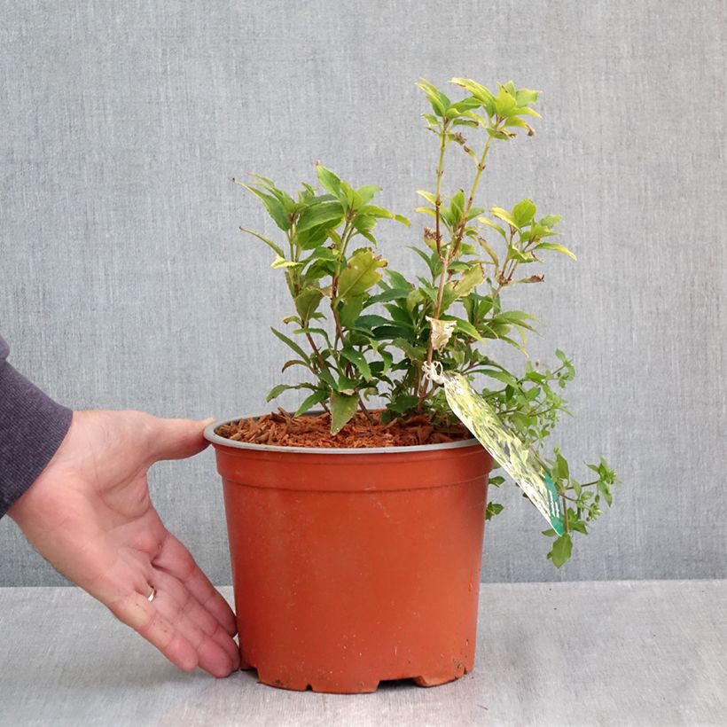 Example of Deutzia gracilis Variegata Pot van 3 l/4 l as you get in automne