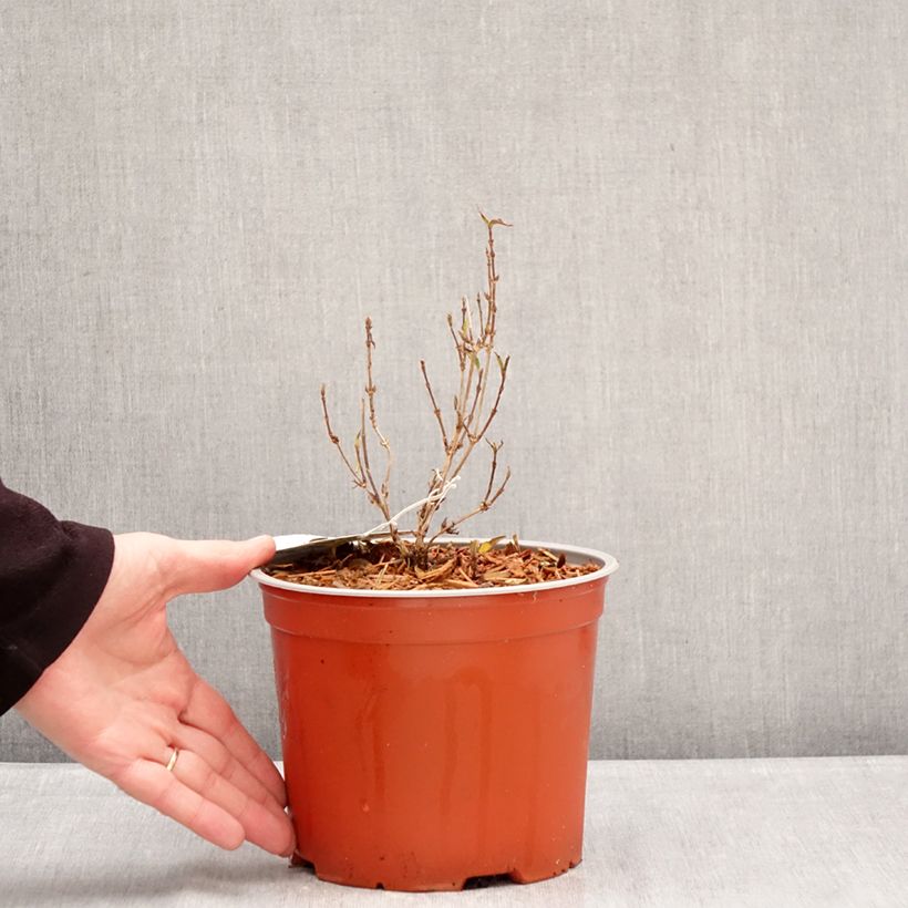 Exemplaar van Deutzia gracilis Variegata - Bruidsbloem Pot van 3 l/4 l zoals geleverd in de winter