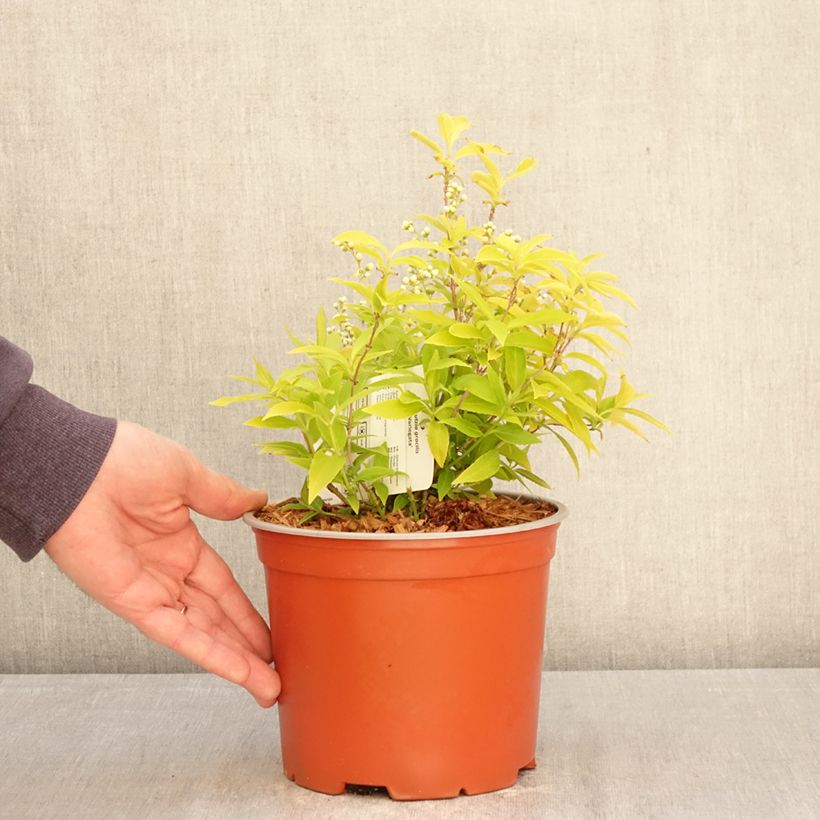 Exemplaar van Deutzia gracilis Variegata - Bruidsbloem Pot van 3 l/4 l zoals geleverd in de lente