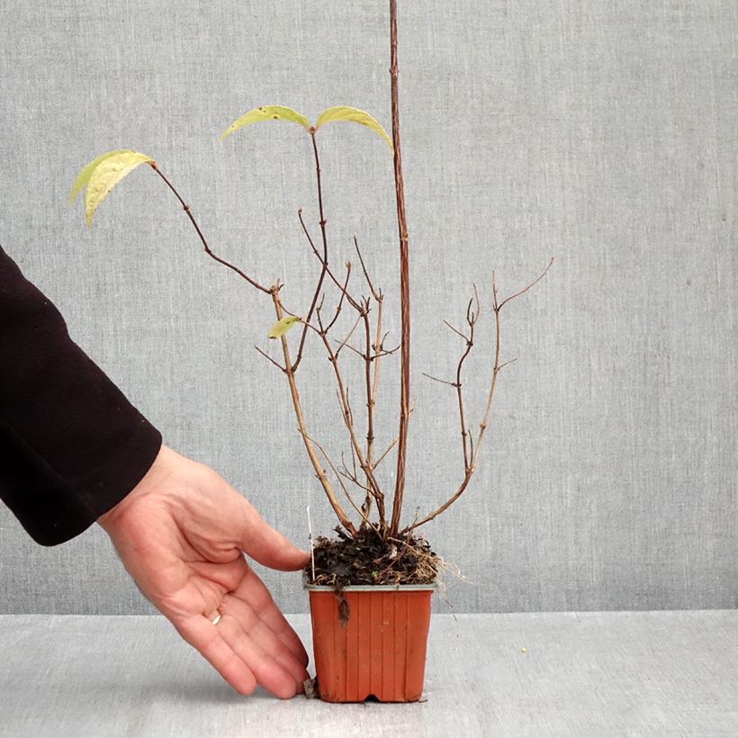 Exemplaar van Deutzia hybrida Strawberry Fields - Bruidsbloem Kweekpotje van 8/9 cm zoals geleverd in de herfst
