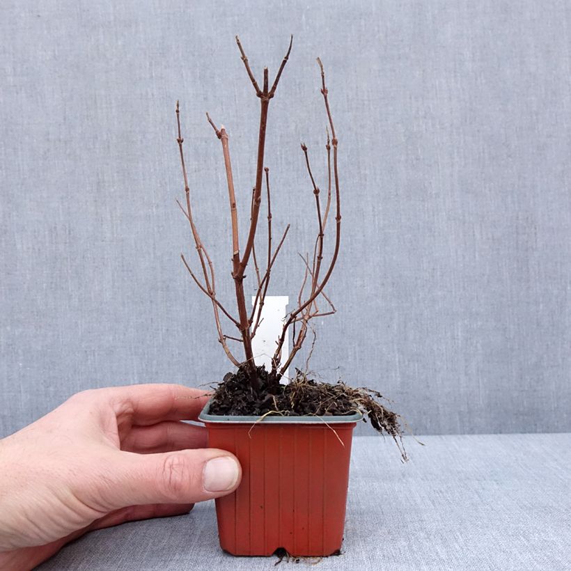 Example of Deutzia hybrida Strawberry Fields - Deutzie Kweekpotje van 8/9 cm as you get in hiver