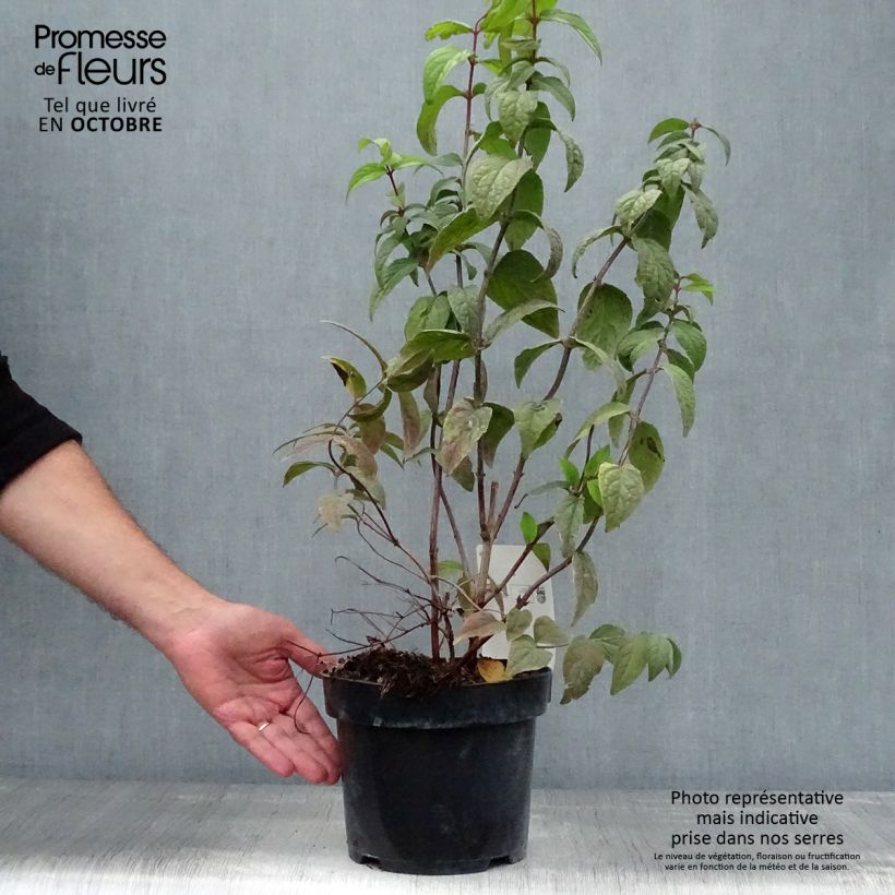 Exemplaar van Deutzia hybrida Strawberry Fields - Bruidsbloem Pot van 2 l/3 l zoals geleverd in de herfst