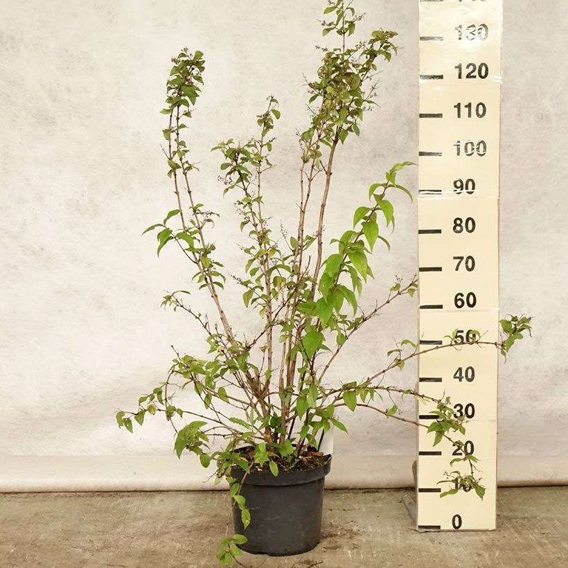 Exemplaar van Deutzia Mont Rose - Bruidsbloem Pot van 7,5 l/10 l zoals geleverd in de zomer