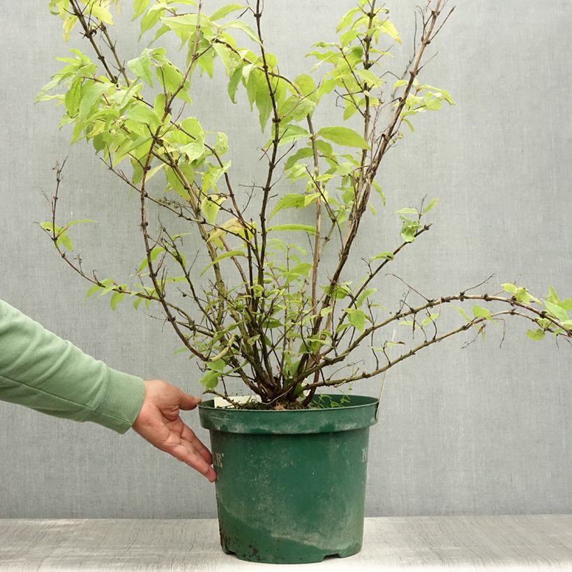 Exemplaar van Deutzia Raspberry Sundae - Bruidsbloem Pot van 7,5 l/10 l zoals geleverd in de zomer