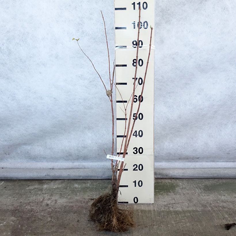 Example of Deutzia magnifica - Deutzie Naakte wortel as you get in hiver