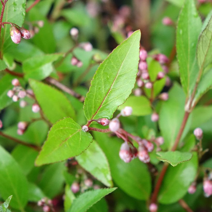 Deutzia Million Stars Pink Carpet - Bruidsbloem (Blad)
