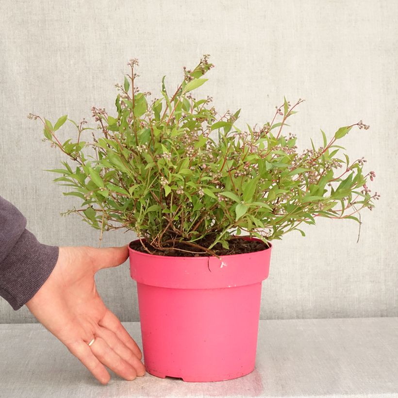 Exemplaar van Deutzia Million Stars Pink Carpet - Bruidsbloem Pot van 3 l/4 l zoals geleverd in de lente