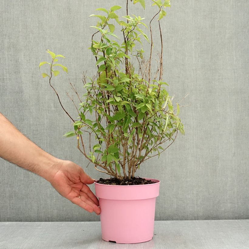 Exemplaar van Deutzia Pink Cloud - Bruidsbloem Pot van 3 l/4 l zoals geleverd in de zomer