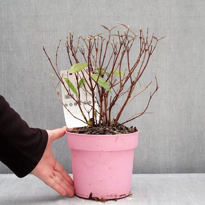 Exemplaar van Deutzia Pink Cloud - Bruidsbloem Pot van 3 l/4 l zoals geleverd in de winter