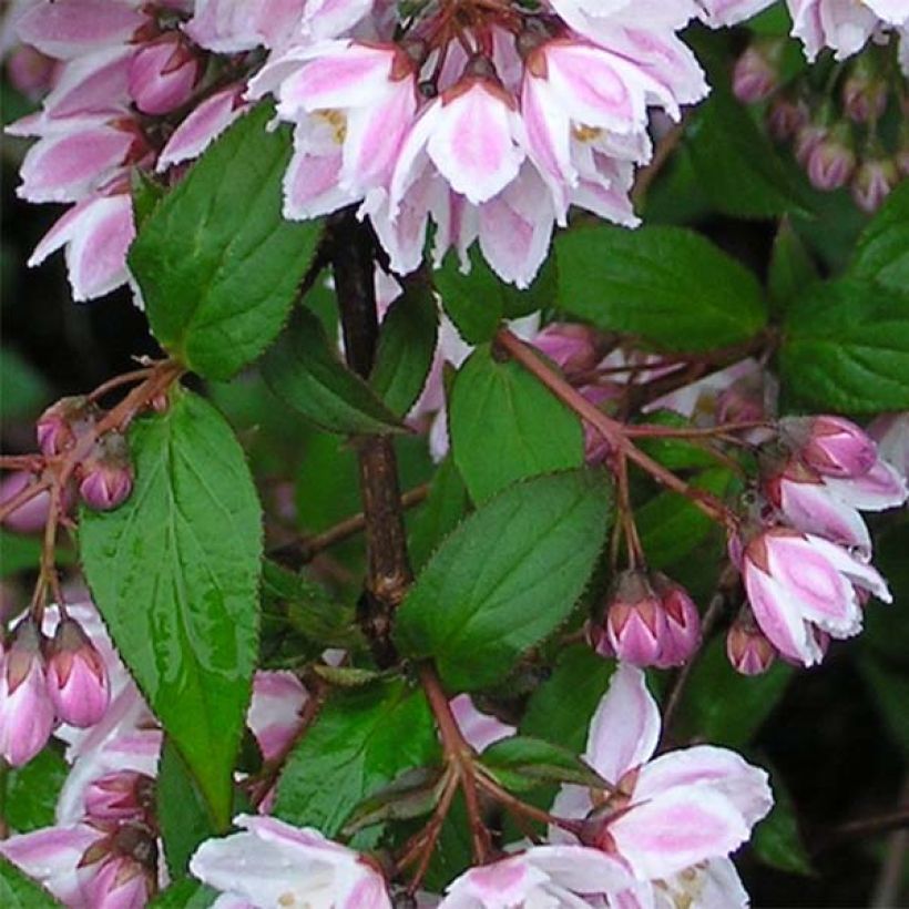 Deutzia purpurascens Kalmiiflora - Bruidsbloem (Foliage)