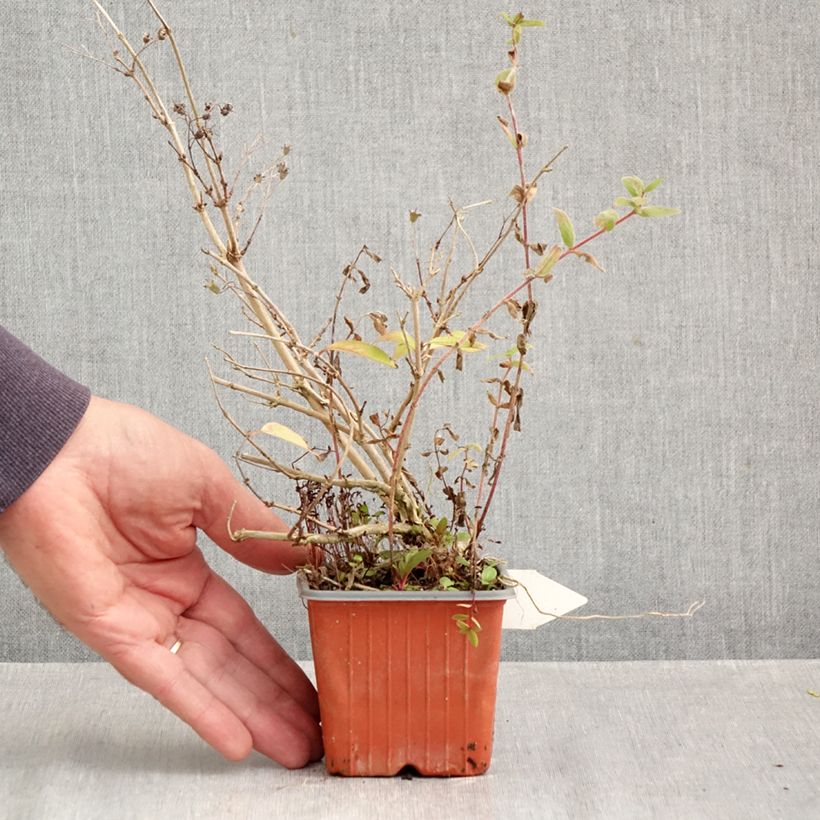 Exemplaar van Deutzia purpurascens Kalmiiflora - Bruidsbloem Kweekpotje van 8/9 cm zoals geleverd in de herfst