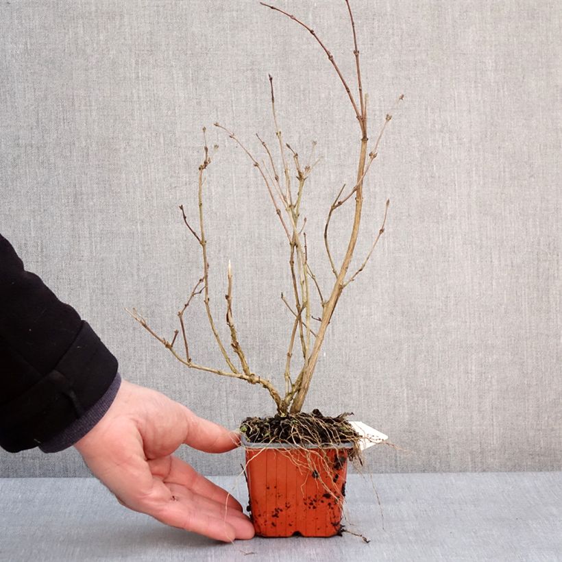 Example of Deutzia purpurascens Kalmiiflora - Deutzie Kweekpotje van 8/9 cm as you get in hiver