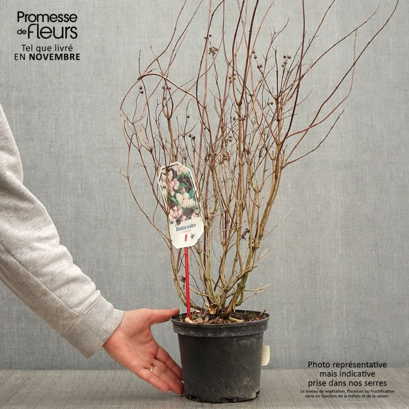 Exemplaar van Deutzia scabra Codsall Pink - Bruidsbloem Pot van 2 l/3 l zoals geleverd in de herfst