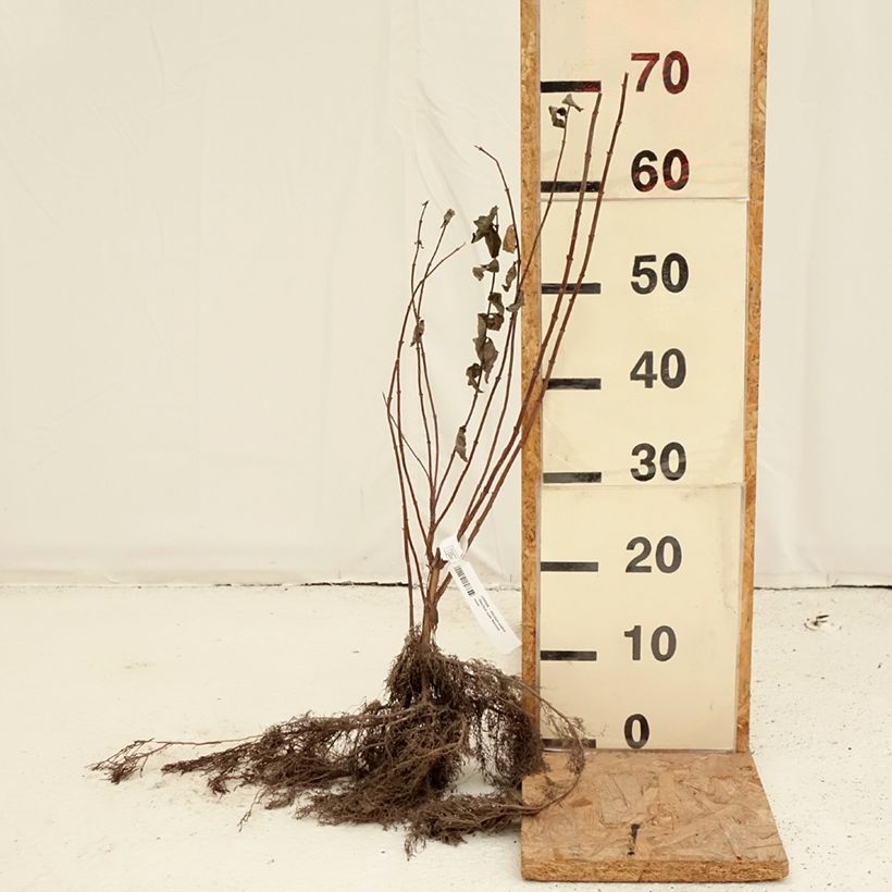 Example of Deutzia scabra - Deutzie rude Naakte wortel as you get in hiver