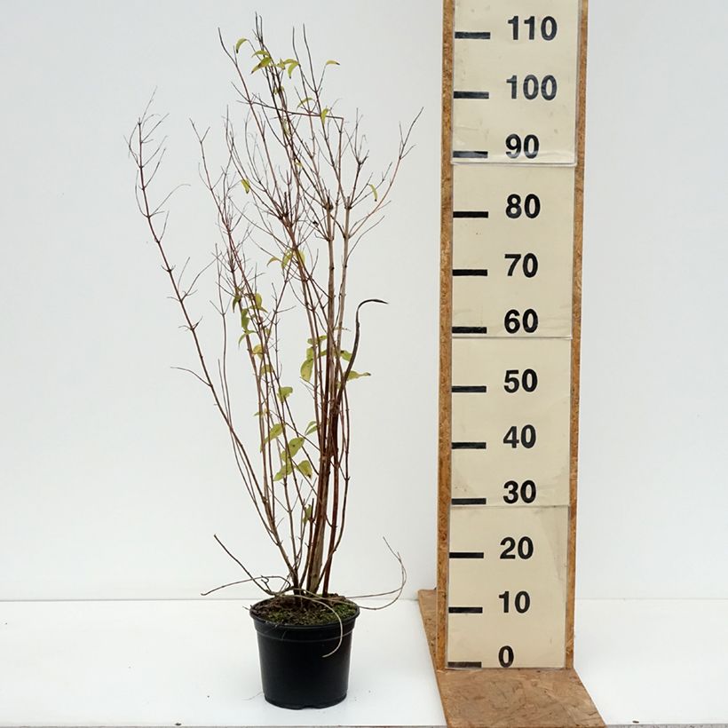 Exemplaar van Deutzia scabra Plena - Bruidsbloem Pot van 2 l/3 l zoals geleverd in de herfst