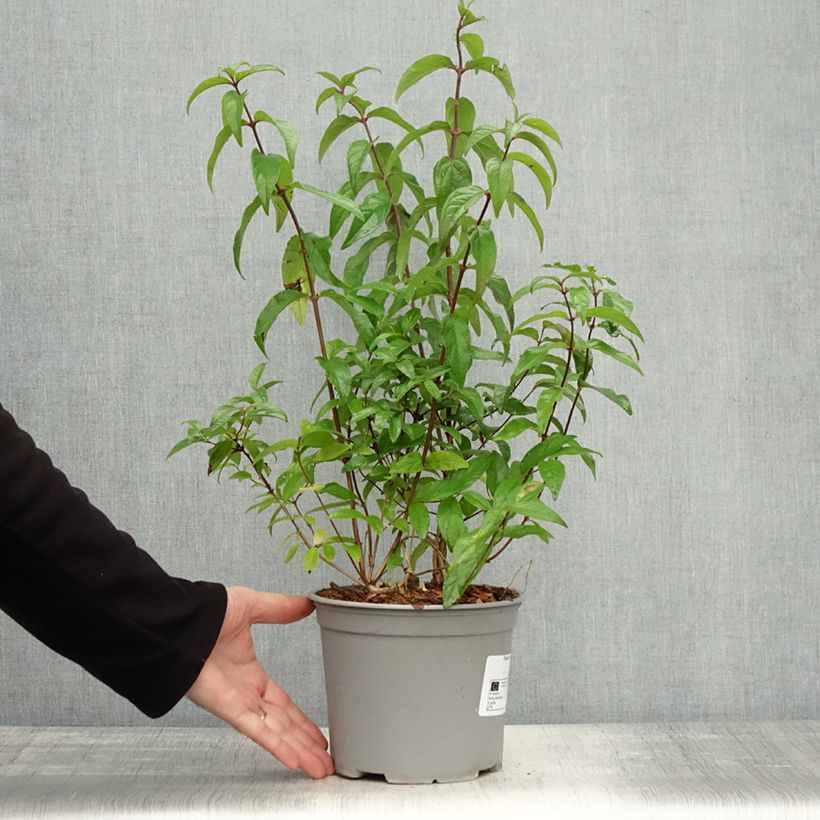 Exemplaar van Deutzia scabra Punctata - Bruidsbloem Pot van 2 l/3 l zoals geleverd in de herfst