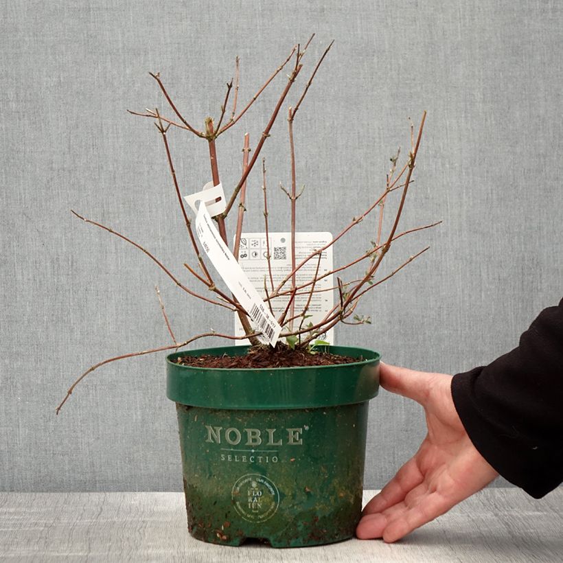 Exemplaar van Deutzia setchuenensis Corymbiflora - Bruidsbloem Pot van 2 l/3 l zoals geleverd in de lente