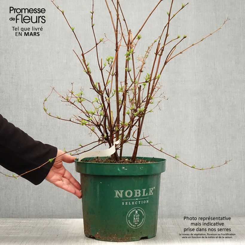 Exemplaar van Deutzia setchuenensis Corymbiflora - Bruidsbloem Pot van 7,5 l/10 l zoals geleverd in de lente