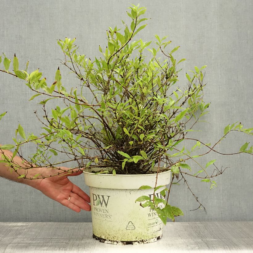 Exemplaar van Deutzia Yuki Snowflake - Bruidsbloem Pot van 7,5 l/10 l zoals geleverd in de zomer