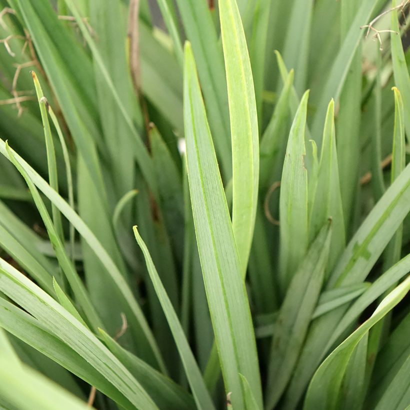 Dianella caerulea Cassa Blue - Lis de Tasmanie (Blad)