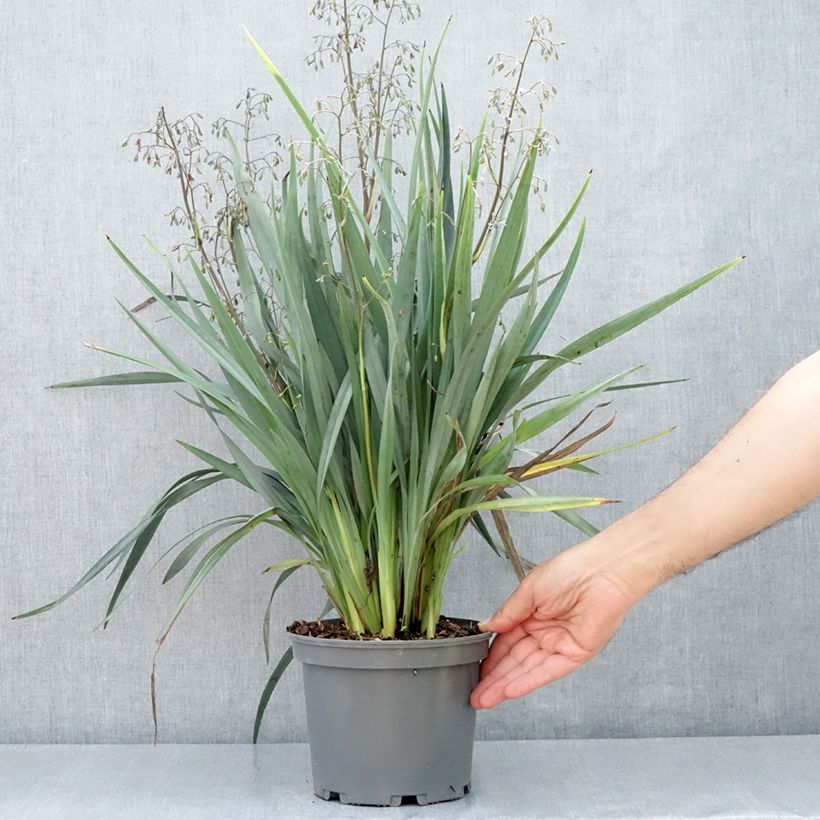 Exemplaar van Dianella caerulea Cassa Blue - Lis de Tasmanie Pot van 2 l/3 l zoals geleverd in de lente