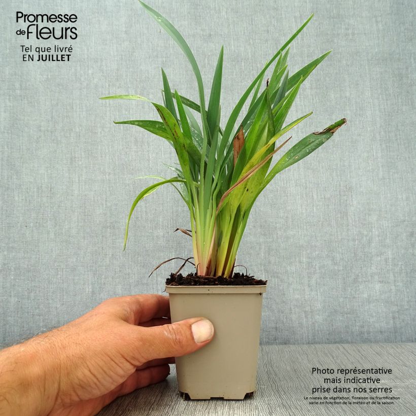 Exemplaar van Dianella revoluta Blue Stream - Tasmaanse vlaslelie Kweekpotje van 8/9 cm zoals geleverd in de zomer