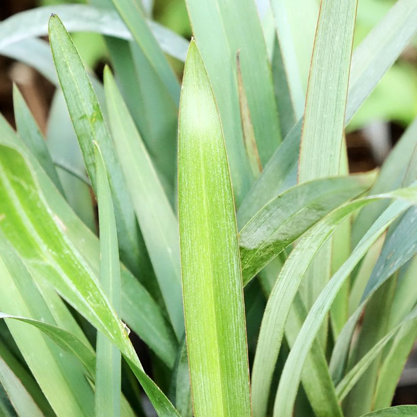 Dianella revoluta Blue Stream - Tasmaanse vlaslelie (Blad)