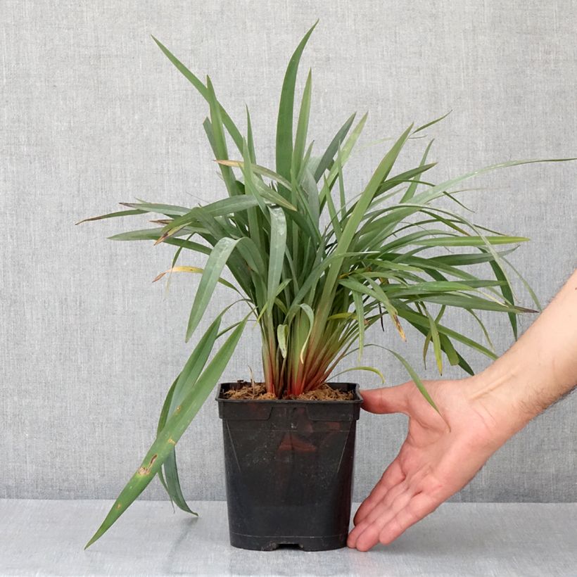 Exemplaar van Dianella revoluta Blue Stream - Tasmaanse vlaslelie Pot van 3 l/4 l zoals geleverd in de lente