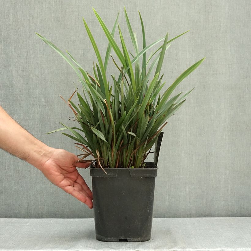 Exemplaar van Dianella revoluta Blue Stream - Tasmaanse vlaslelie Pot van 3 l/4 l zoals geleverd in de zomer