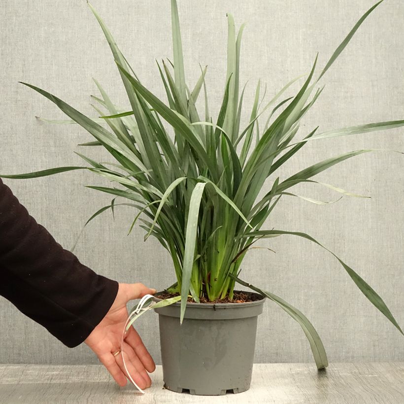Exemplaar van Dianella caerulea Cassa Blue Pot de 2L/3L zoals geleverd in de herfst
