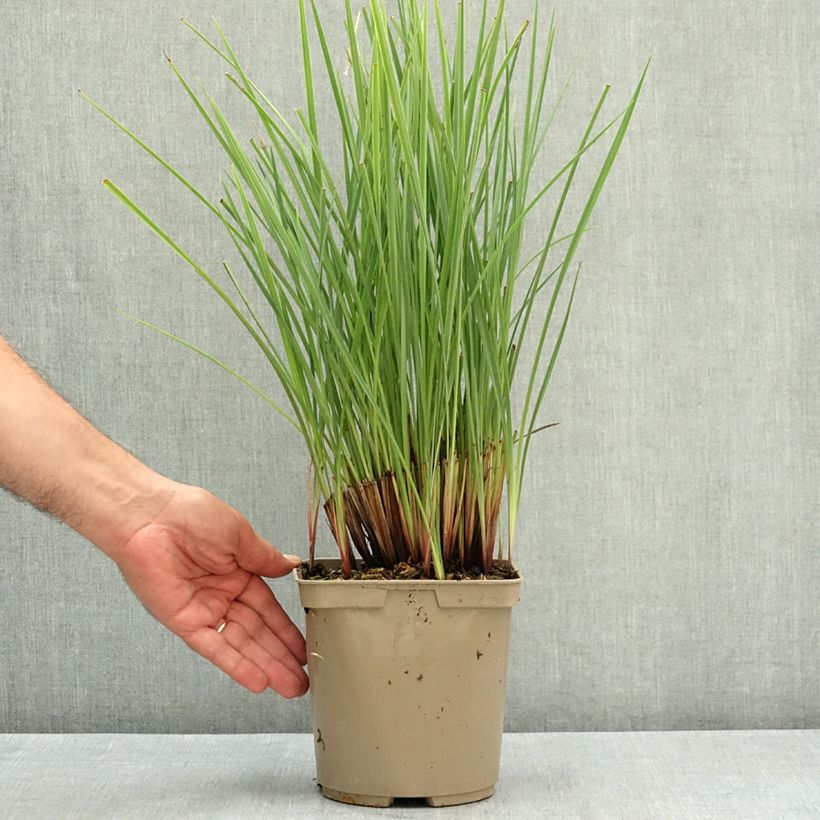 Exemplaar van Dianella revoluta Coolvista - Tasmaanse vlaslelie Pot van 3 l/4 l zoals geleverd in de zomer
