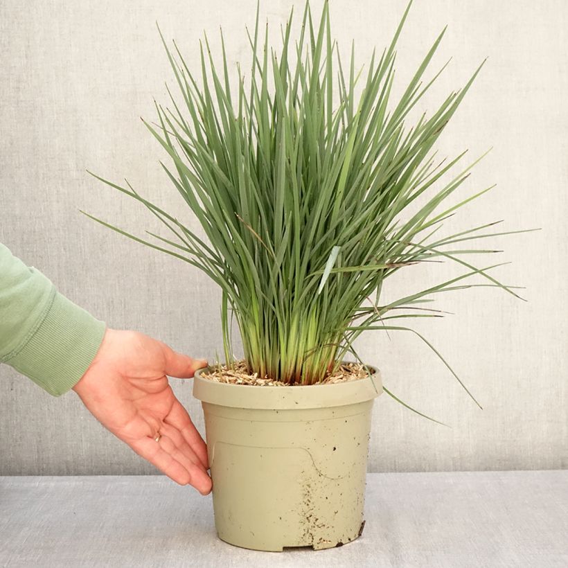 Exemplaar van Dianella revoluta Coolvista - Tasmaanse vlaslelie Pot van 3 l/4 l zoals geleverd in de winter