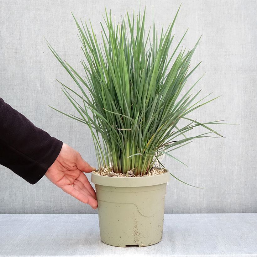 Exemplaar van Dianella revoluta Coolvista - Tasmaanse vlaslelie Pot van 3 l/4 l zoals geleverd in de lente